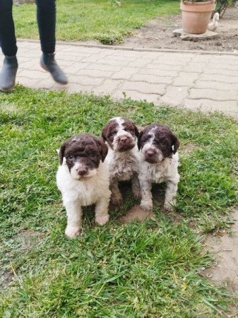 Lagotto