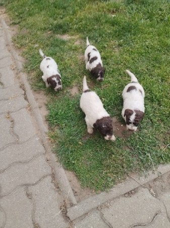 Lagotto