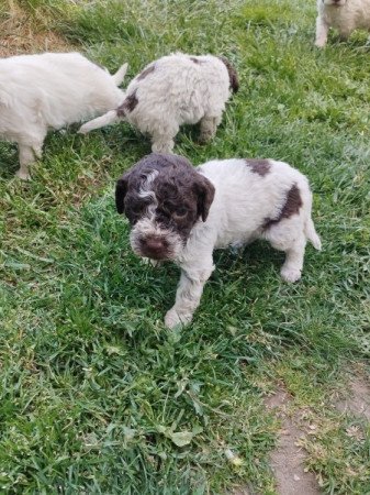 Lagotto