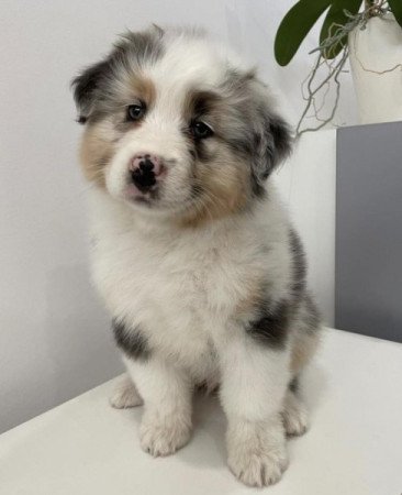 Ausztrál juhászkutya