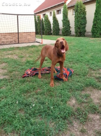 Rövidszőrű magyar vizsla ingyen elvihető