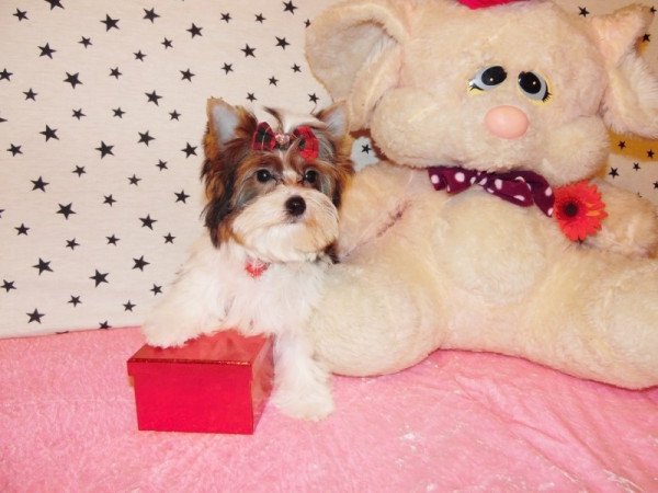 Biewer Yorkshire Terrier Yorki