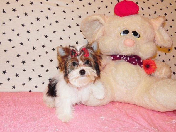 Biewer Yorkshire Terrier Yorki