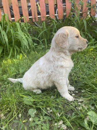 Golden retriever