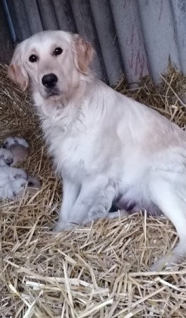 Golden retriever