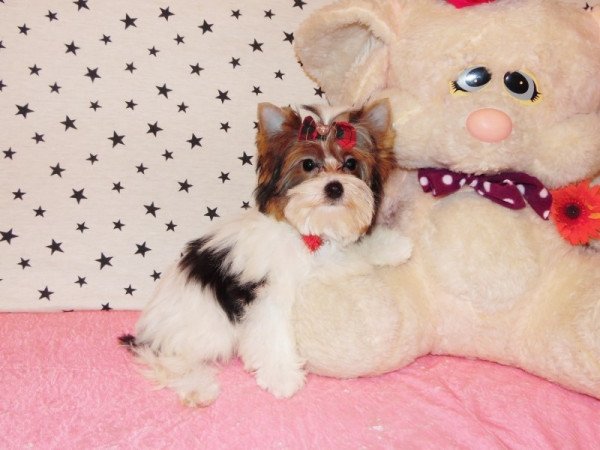 Biewer Yorkshire Terrier Yorki