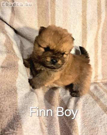 csau fiu baba ,meoesz törzskönyel