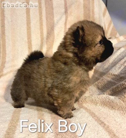 csau fiu baba ,meoesz törzskönyel