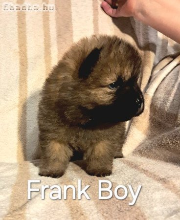 csau fiu baba ,meoesz törzskönyel