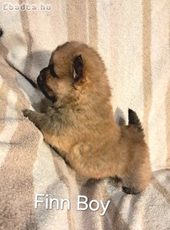 csau fiu baba ,meoesz törzskönyel