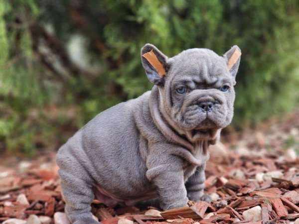 Francia bulldog