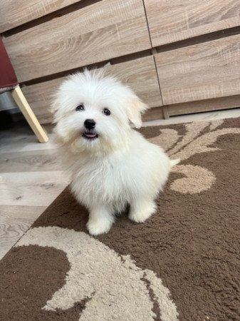 Coton de Tulear