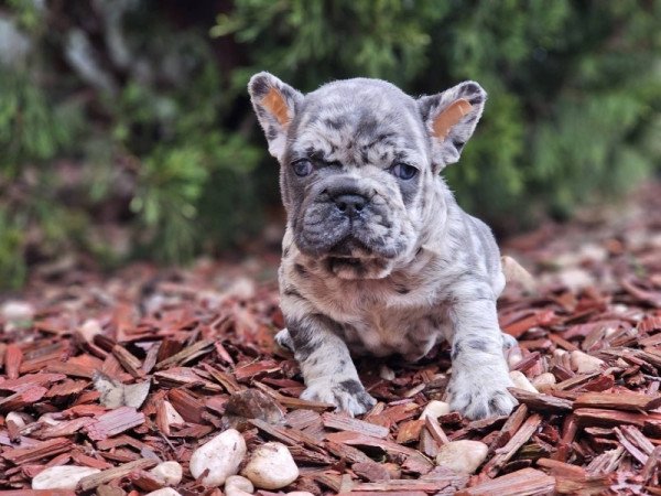 Francia bulldog