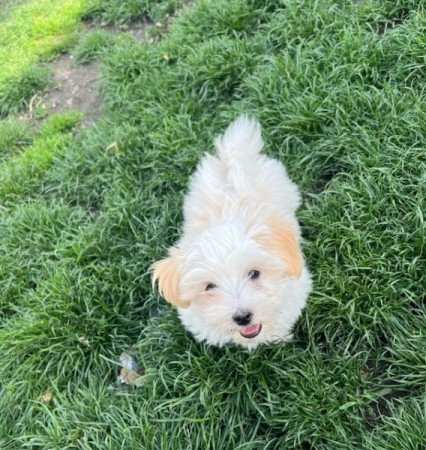 Coton de Tulear