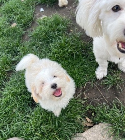 Coton de Tulear