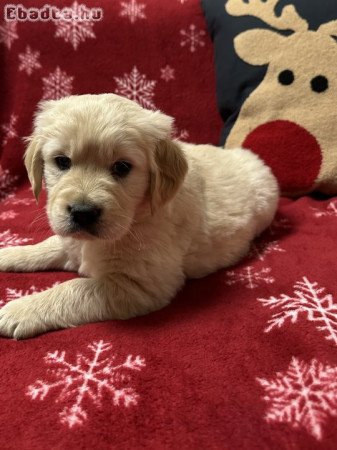 Golden Retriever kiskutyák