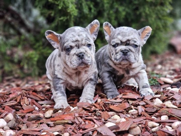 Francia bulldog
