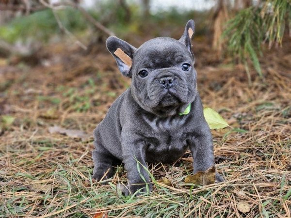 Francia bulldog