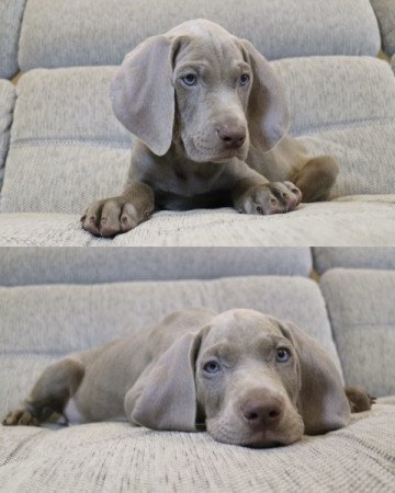 Weimaraner | Weimari vizsla