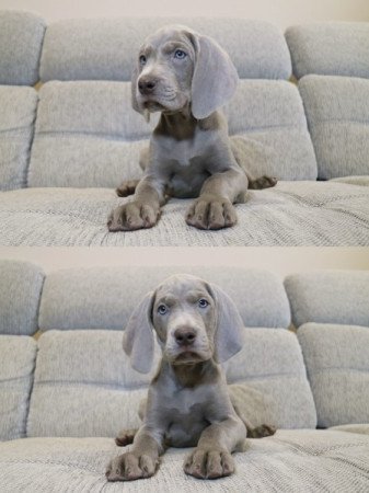 Weimaraner | Weimari vizsla