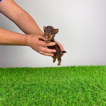 Yorkshire terrier csoki Yorki choco Yorki kiskutya