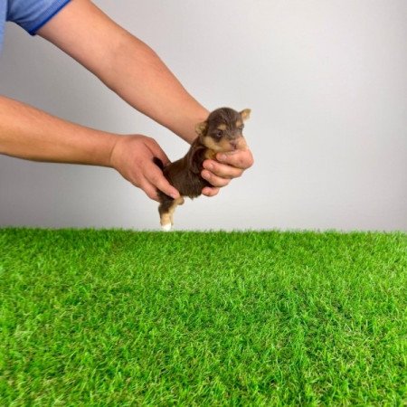 Yorkshire terrier csoki Yorki choco Yorki kiskutya