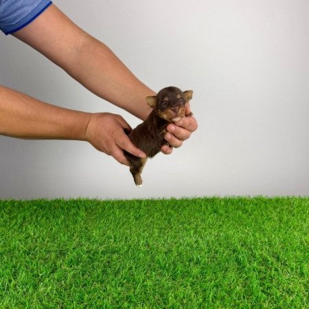 Yorkshire terrier csoki Yorki choco Yorki kiskutya