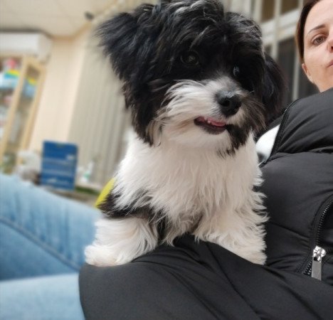 Bichon Havanese