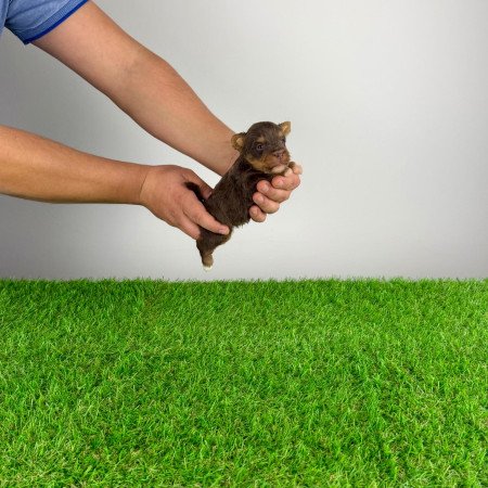 Törzskönyves Yorkshire terrier csoki Yorki choco Yorki kiskutya