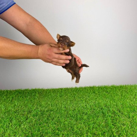 Törzskönyves Yorkshire terrier csoki Yorki choco Yorki kiskutya