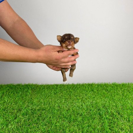 Törzskönyves Yorkshire terrier csoki Yorki choco Yorki kiskutya