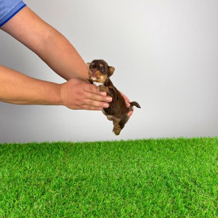 Törzskönyves Yorkshire terrier csoki Yorki choco Yorki kiskutya