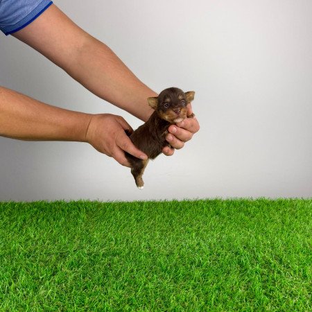 Törzskönyves Yorkshire terrier csoki Yorki choco Yorki kiskutya