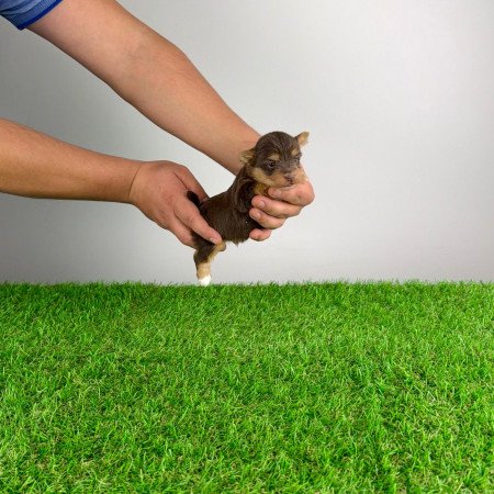 Törzskönyves Yorkshire terrier csoki Yorki choco Yorki kiskutya