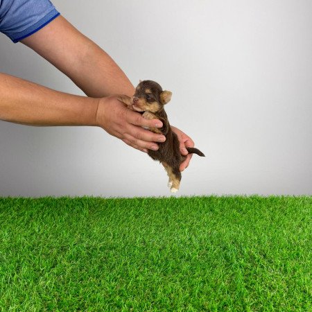 Törzskönyves Yorkshire terrier csoki Yorki choco Yorki kiskutya