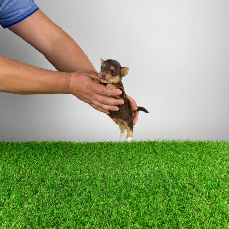 Törzskönyves Yorkshire terrier csoki Yorki choco Yorki kiskutya