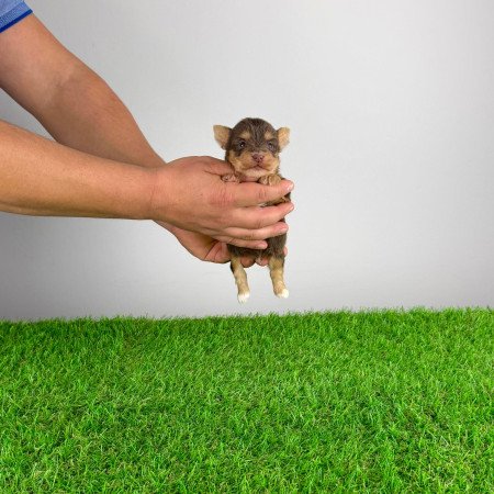 Törzskönyves Yorkshire terrier csoki Yorki choco Yorki kiskutya