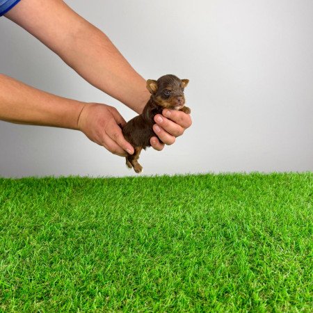 Törzskönyves Yorkshire terrier csoki Yorki choco Yorki kiskutya