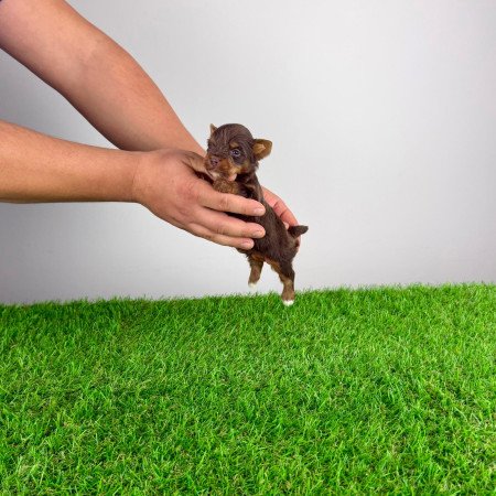 Törzskönyves Yorkshire terrier csoki Yorki choco Yorki kiskutya