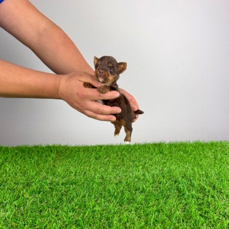 Törzskönyves Yorkshire terrier csoki Yorki choco Yorki kiskutya