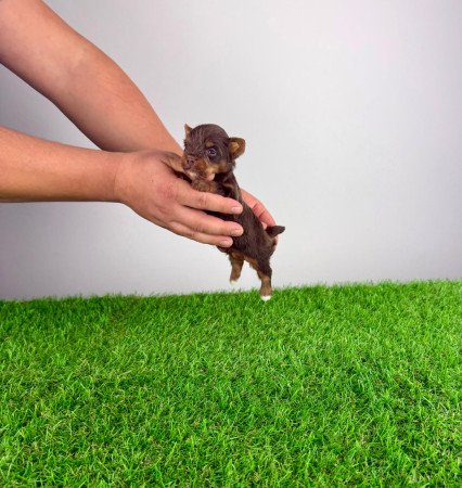 Törzskönyves Yorkshire terrier csoki Yorki choco Yorki kiskutya