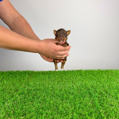 Törzskönyves Yorkshire terrier csoki Yorki choco Yorki kiskutya