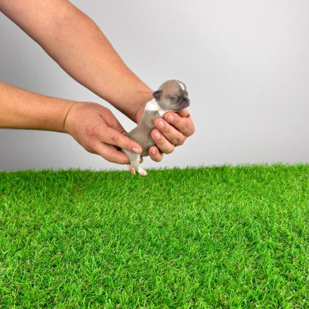 Törzskönyves Csivava kiskutya