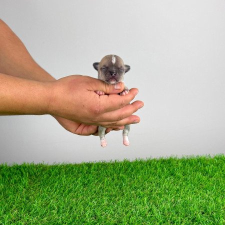 Törzskönyves Csivava kiskutya