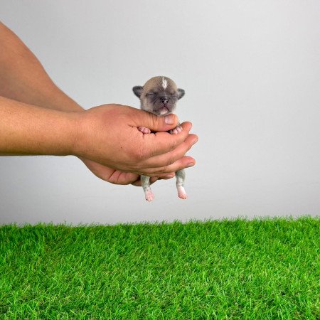 Törzskönyves Csivava kiskutya