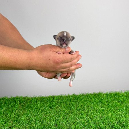 Törzskönyves Csivava kiskutya