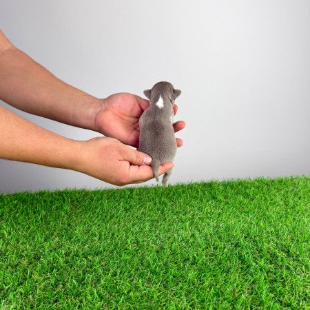 Törzskönyves Csivava kiskutya