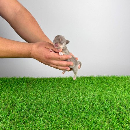 Törzskönyves Csivava kiskutya