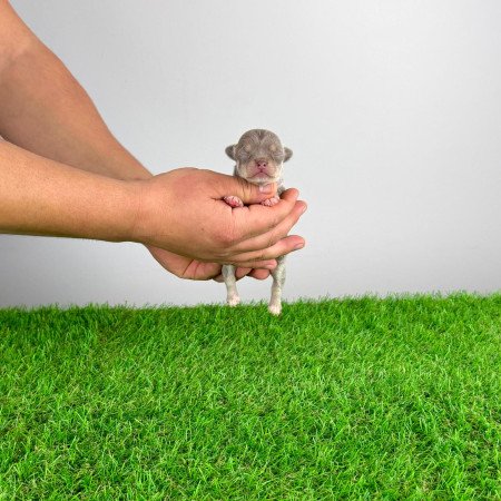 Törzskönyves Csivava kiskutya