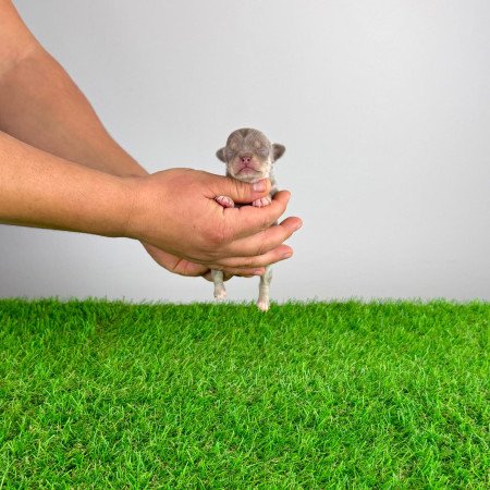 Törzskönyves Csivava kiskutya